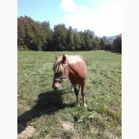 Продам лошата, в