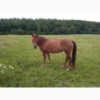 Продається кобила