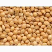 Просо 1 репродукцыя сорт Белая альтанка