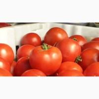 Продам помидор, перец опт