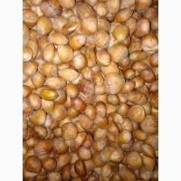 Фундук, ліщина, ведмежий горіх деревовидна ліщина 2024