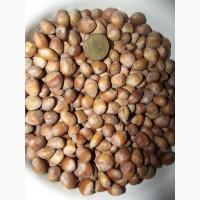 Фундук, ліщина, ведмежий горіх деревовидна ліщина 2024