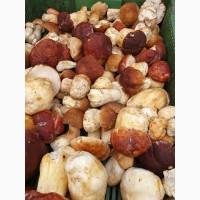 Продам морожений гриб