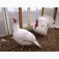 Продам добових индичат кроссу BIG 6
