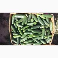 Продам огурец тепличный
