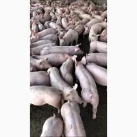 Поросята генетики PIC, DanBred опт