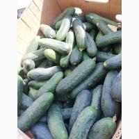 Продам огурец 9-15 см