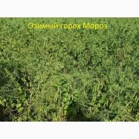 Семена гороха озимого Мороз 2-реп. (Сербия)