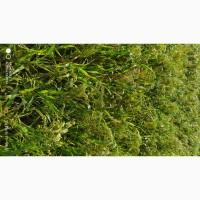 Продам Просовое сено пресуем под заказ