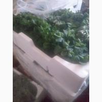 Продам свежую мяту(испания)лоло бионда(италия)