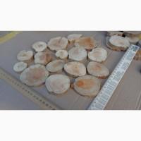Круглый спил для пано можжевельник