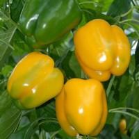 Продам семена перца Гигант Озарк Желтый
