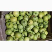Продам яблука на переробку