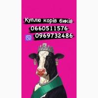 Коні Куплю коней кобил лошаків! ціна висока