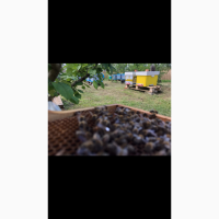 Продам бджолосімї, бджоли, пчели