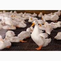 Продам качок, курей, батьківське стадо