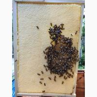 Продам плідні матки української степової породи, бджолопакети