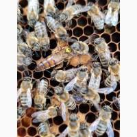Продам плідні матки української степової породи, бджолопакети