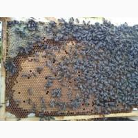 Продам плідні матки української степової породи, бджолопакети