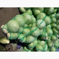 Продаємо капусту оптом