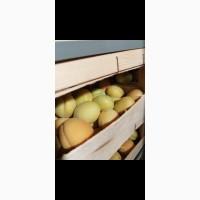 Продам молдавскую ананаску
