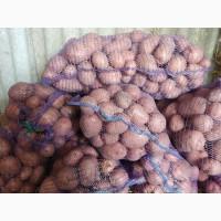 Продам картофельний товар, сор Белороса и Аризона