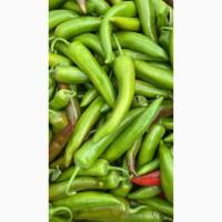Продам перець гострий