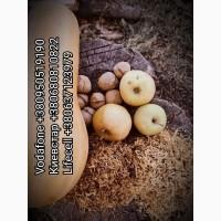 ПРОДАМ ЧИСТЫЙ ТАБАК: Вирджиния /Берли /Миллениум /Мальборо