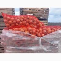 Продам цибулю мережна якість м.кривий ріг