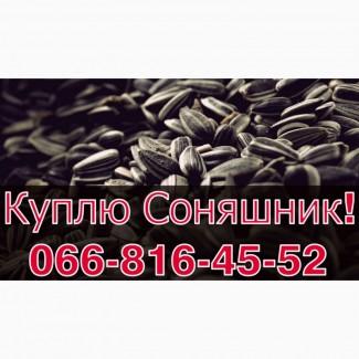 Закуповую СОНЯШНИК у необмеженій кількості!Щоденно