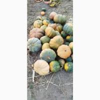 Продам мускатний гарбуз оптом
