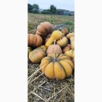Продам мускатний гарбуз оптом
