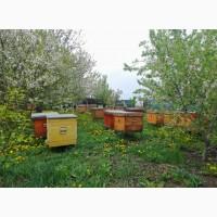 Продам бджолопакети