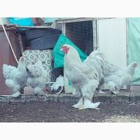 Інкубаційне яйце. Курчата. брама ізабелла, лаванда, темна