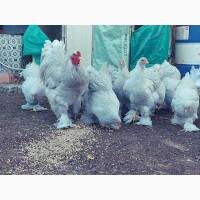 Інкубаційне яйце. Курчата. брама ізабелла, лаванда, темна