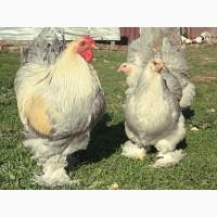 Інкубаційне яйце. Курчата. брама ізабелла, лаванда, темна