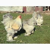 Інкубаційне яйце. Курчата. брама ізабелла, лаванда, темна