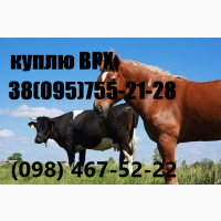 Куплю ВРХ