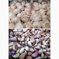 Дробилка для часнику: поділ головок часнику на зубчики STvega Garlic Separator