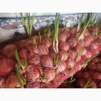 Цибуля не фазована на перо та їжу вже проросло 25% опт