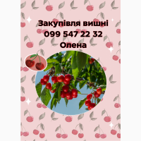 Закуповуємо вишню оптом, вся Україна
