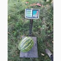 Фарао талісман нун продам кавун