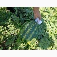 Фарао талісман нун продам кавун