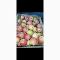 Продам яблука з саду