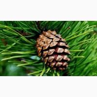 Продам соснові шишки