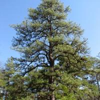 Продам соснові шишки