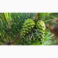 Продам соснові шишки