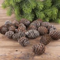 Продам соснові шишки