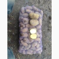 Продам товарну картоплю сорту Гранада, Рів#039;єра