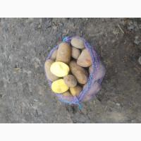 Продам товарну картоплю сорту Гранада, Рів#039;єра